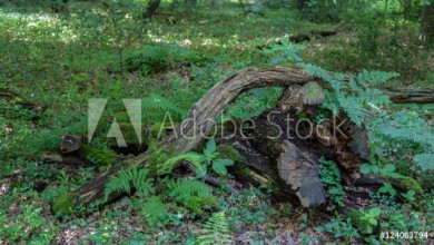 Bild på Todholz im Laubwald